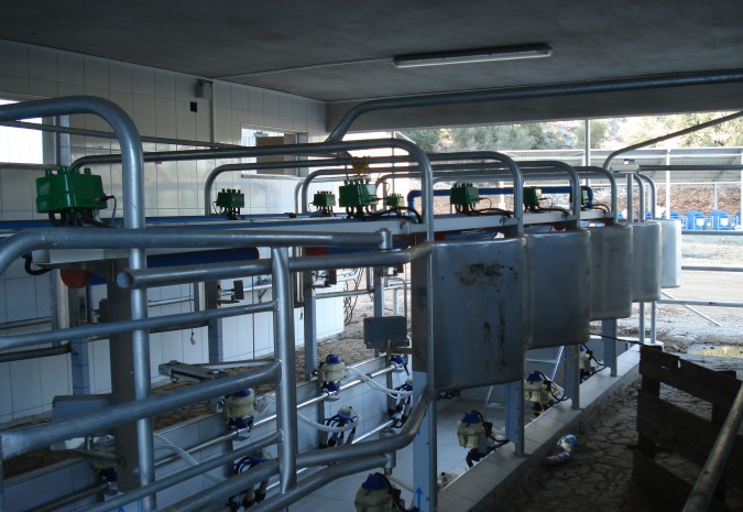 MUSTAFA TUMANBEY (52 BAŞ SÜT SIĞIRCILIĞI)